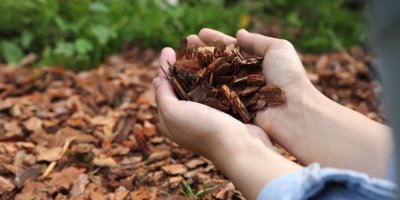 Kde a za kolik koupit nejvýhodněji mulčovací kůru? Češi dělají chybu při nákupu i při použití v záhonech