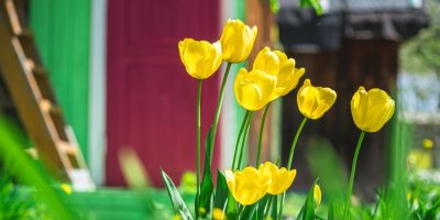 Co s odkvetlými tulipány? Na stříhání zapomeňte, ale málokdo ví, že je můžete snadno a zadarmo namnožit