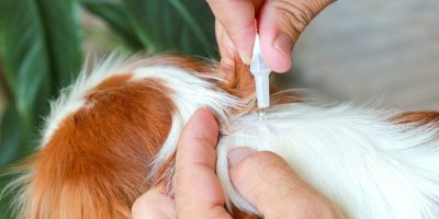 Klíšťata u psů a koček: Veterinář porovnává tablety, pipety, obojky i přírodní odpuzovače. U jantarových obojků varuje