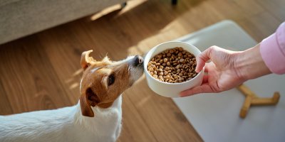 Kvalitní granule pro psy poznáte podle složení. Odborník radí sledovat první tři položky na obalech