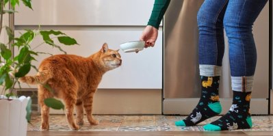 Jak vybrat granule pro kočky? Napoví obsah taurinu i obilovin
