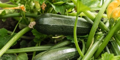 Cukety porostou jako divé. Stačí hlídat zálivku, květy a jednu častou chybu při sklizni