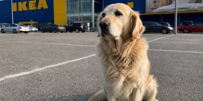 IKEA zavedla novinku pro pejskaře. V Česku ji přitom nedávno zakázala