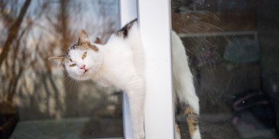 Pootevřená ventilačka může kočku zabít. Stačí chvíle a zvíře se v okně zaklíní