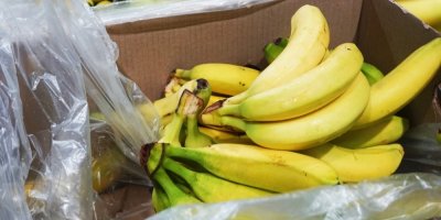 Kokain mezi banány: Kaufland našel rekordní zásilku, případ Lidlu se vrací k vyšetřovatelům