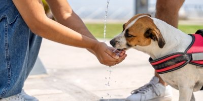 Jak venčit psa v horkých dnech? Pozor na rozpálené chodníky i přehřátí