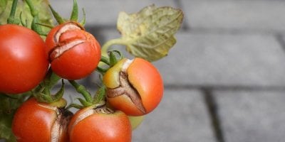Blíží se po vedrech bouřky? Téměř zralá rajčata raději skliďte, jinak budou popraskat
