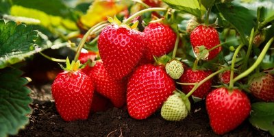 Nový jahodový záhon založte právě teď. Jedna chyba vás může připravit o úrodu