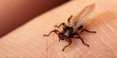 „Okřídlená klíšťata“ lezou houbařům do vlasů. Entomolog vysvětluje, čeho se u klošů opravdu bát