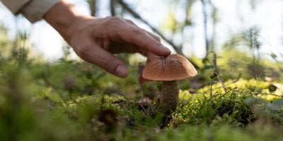 Klepnete na hřib, než ho utrhnete? Starý houbařský zvyk má jiný význam, než si mnozí myslí