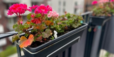 Muškáty ještě nevyhazujte. Před zimou potřebují ostříhat, uklidit a zalévat podle plánu