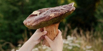Sbírat přerostlé hřiby, nebo raději ne? Otrávit vás mohou i ty, které vypadají dobře, varuje mykolog