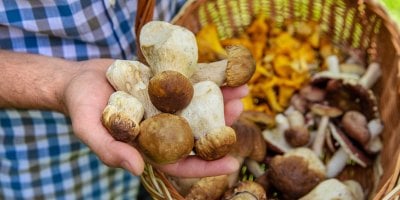 Houby a alkohol nejsou vždy problém. Lékařka upozorňuje na jeden druh, který tvoří výjimku