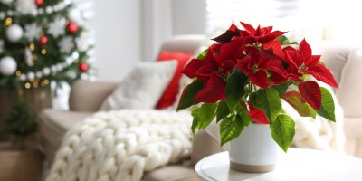 Květináč s vánoční hvězdou v obývacím pokoji