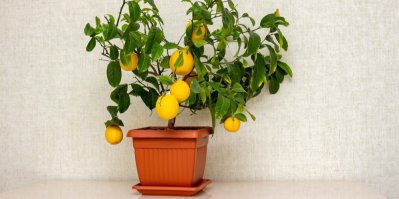 Rostlina citronovník s plody v květináči