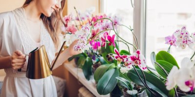 Žena drží v ruce kovovou konvičku a pečuje o růžové orchideje na okně