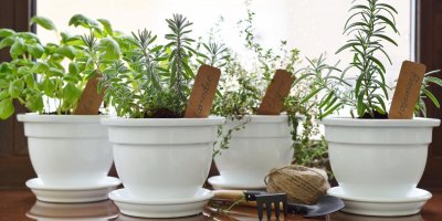 Bylinky můžete pěstovat nejen na zahradě, ale také na balkoně či doma v květináči