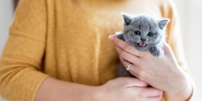 Svým domácím mazlíčkům můžete pořídit šampon podle barvy srsti nebo parfém vonící po sušenkách