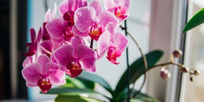 Růžová orchidej na parapetu