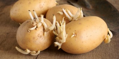 Jsou brambory s klíčky jedovaté? Pozor si musí dát zejména těhotné ženy