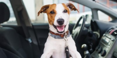Co se stane s vašim psem, když budete mít v autě nehodu? 