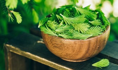 Smrkový med z mladých výhonků