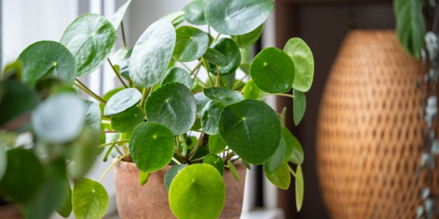 Květina v květináči na okně