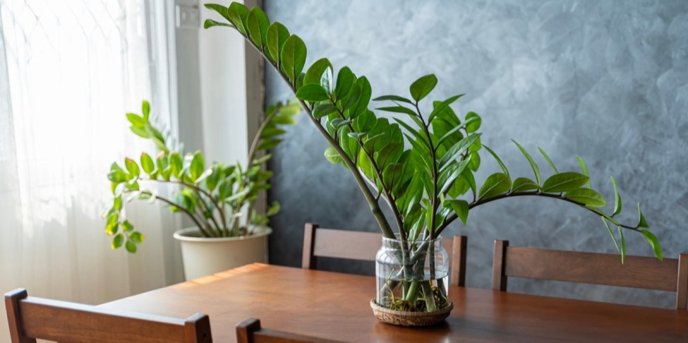 Rostlina ve váze, za ní rostlina v květináči