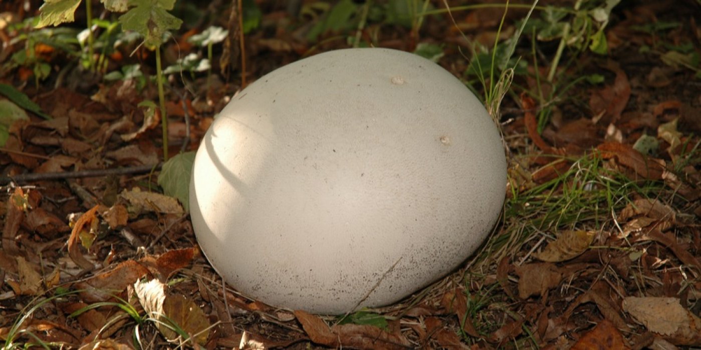 Langermannia gigantea