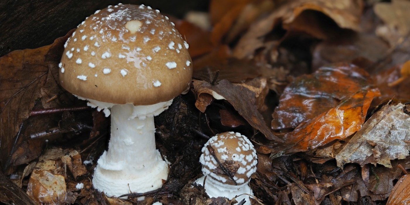Amanita pantherina