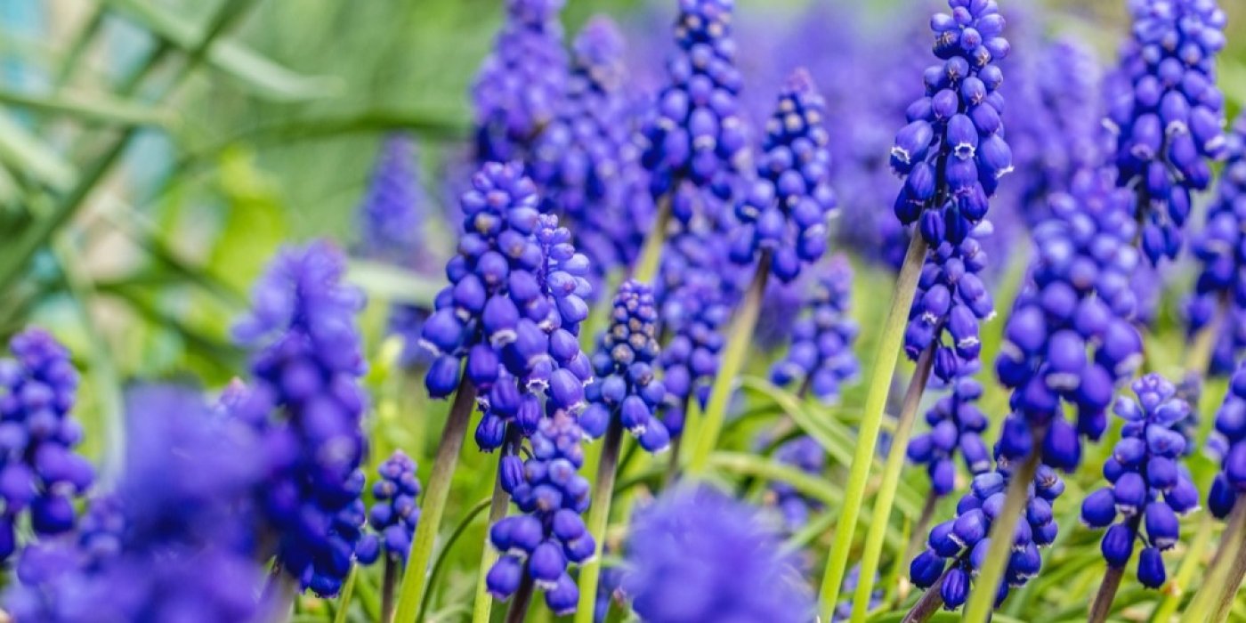 Muscari