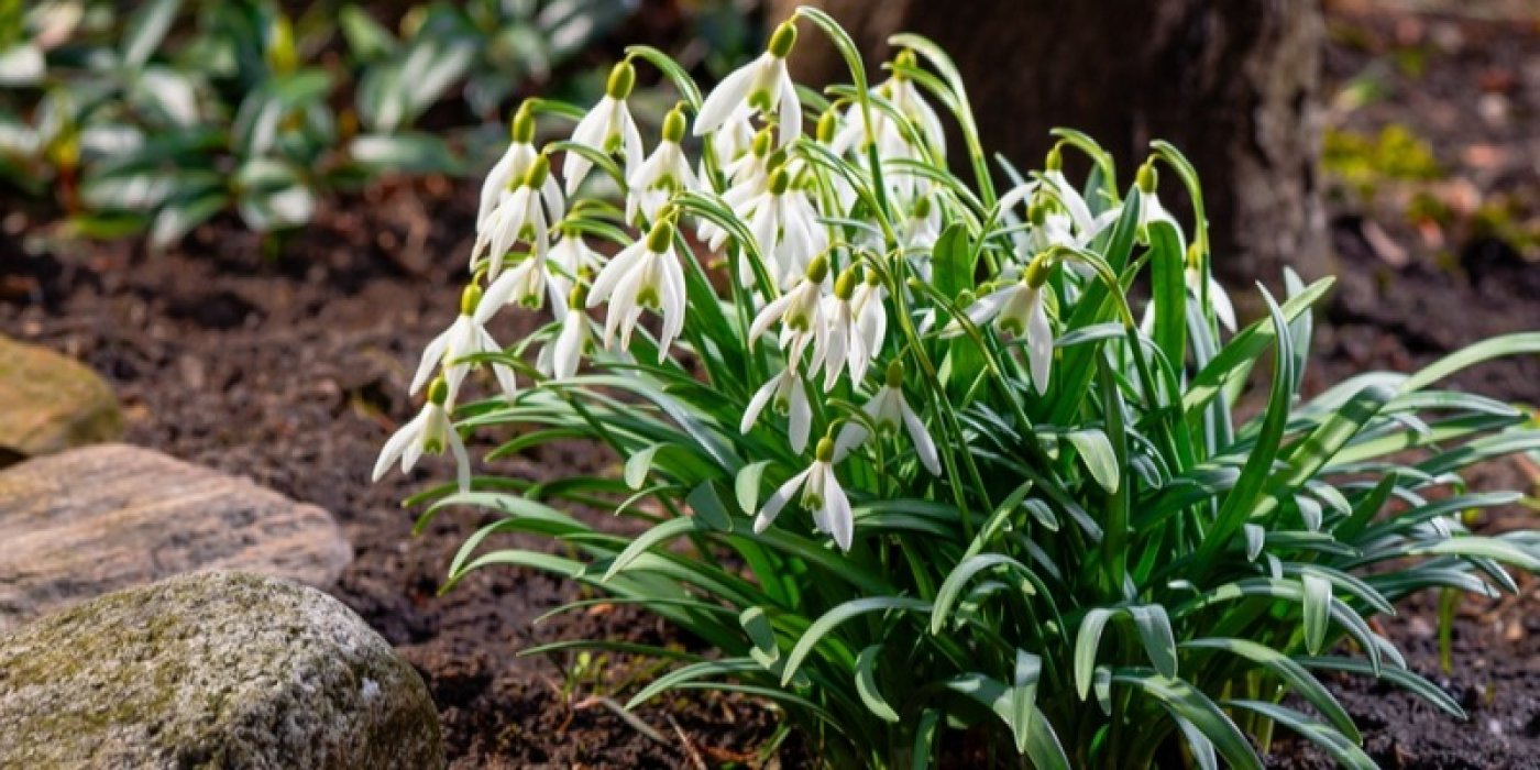 Galanthus