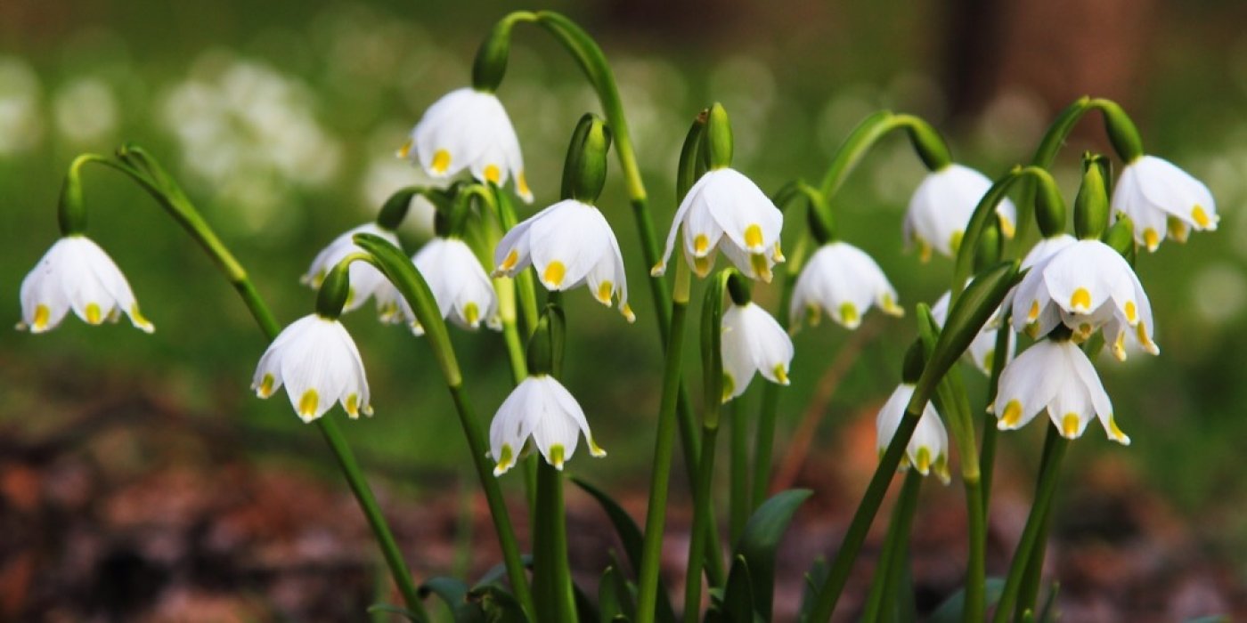 Leucojum 
