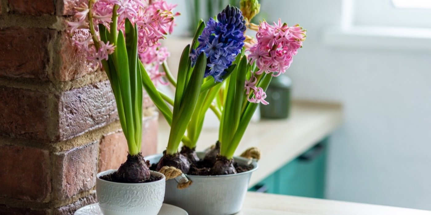 Hyacint v květináči