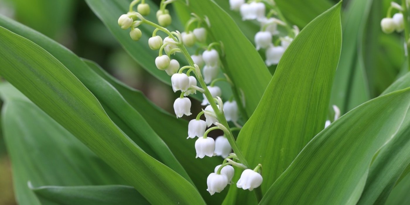 Convallaria majalis