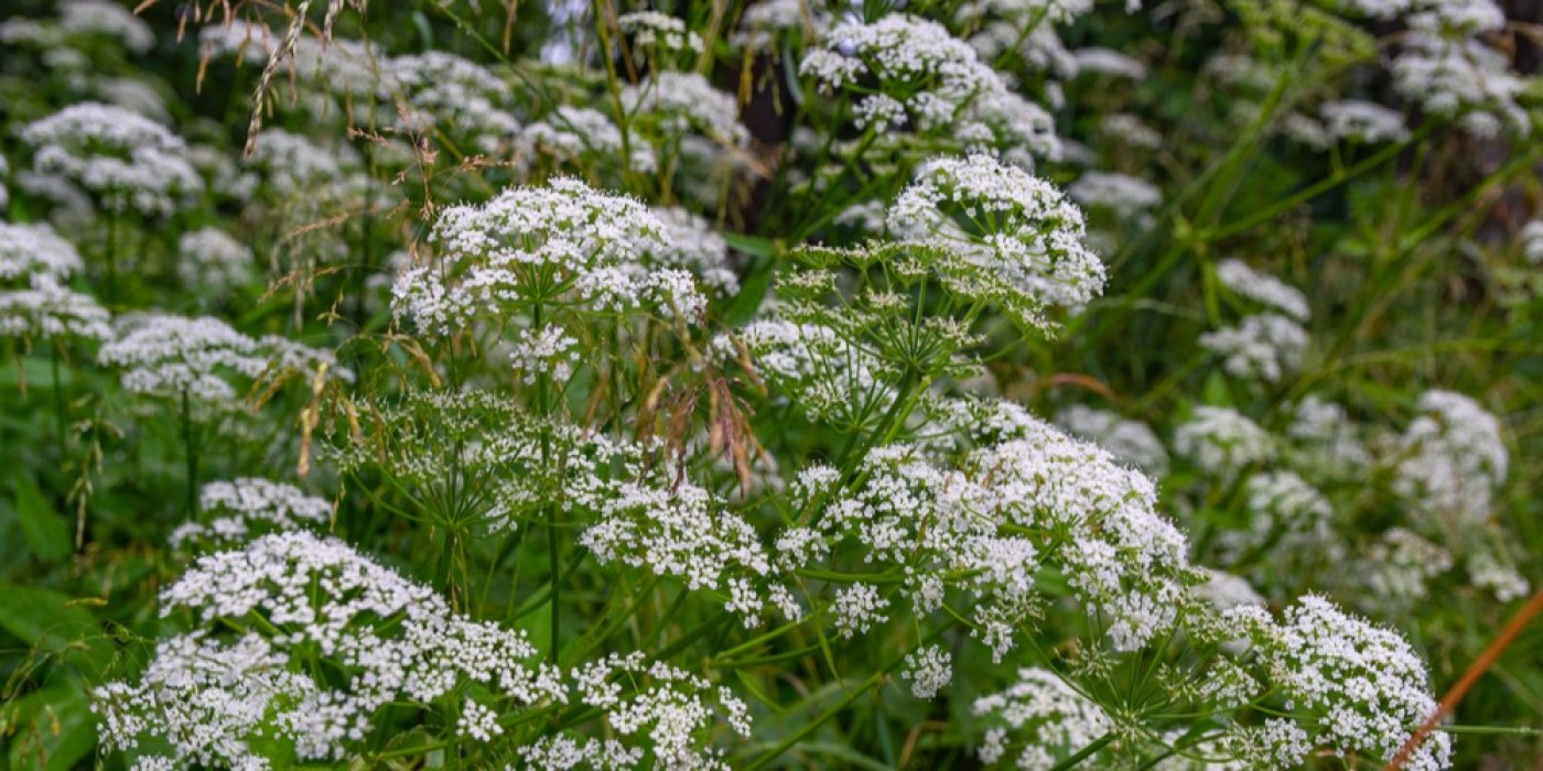 Pimpinella anisum