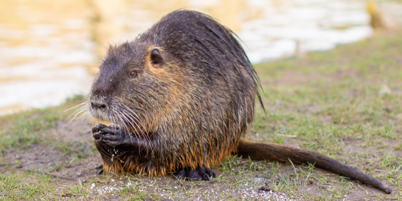 Nutrie (Myocastor coypus)