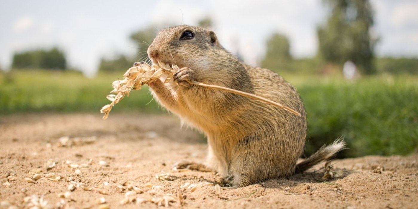 Sysel (Spermophilus citellus)