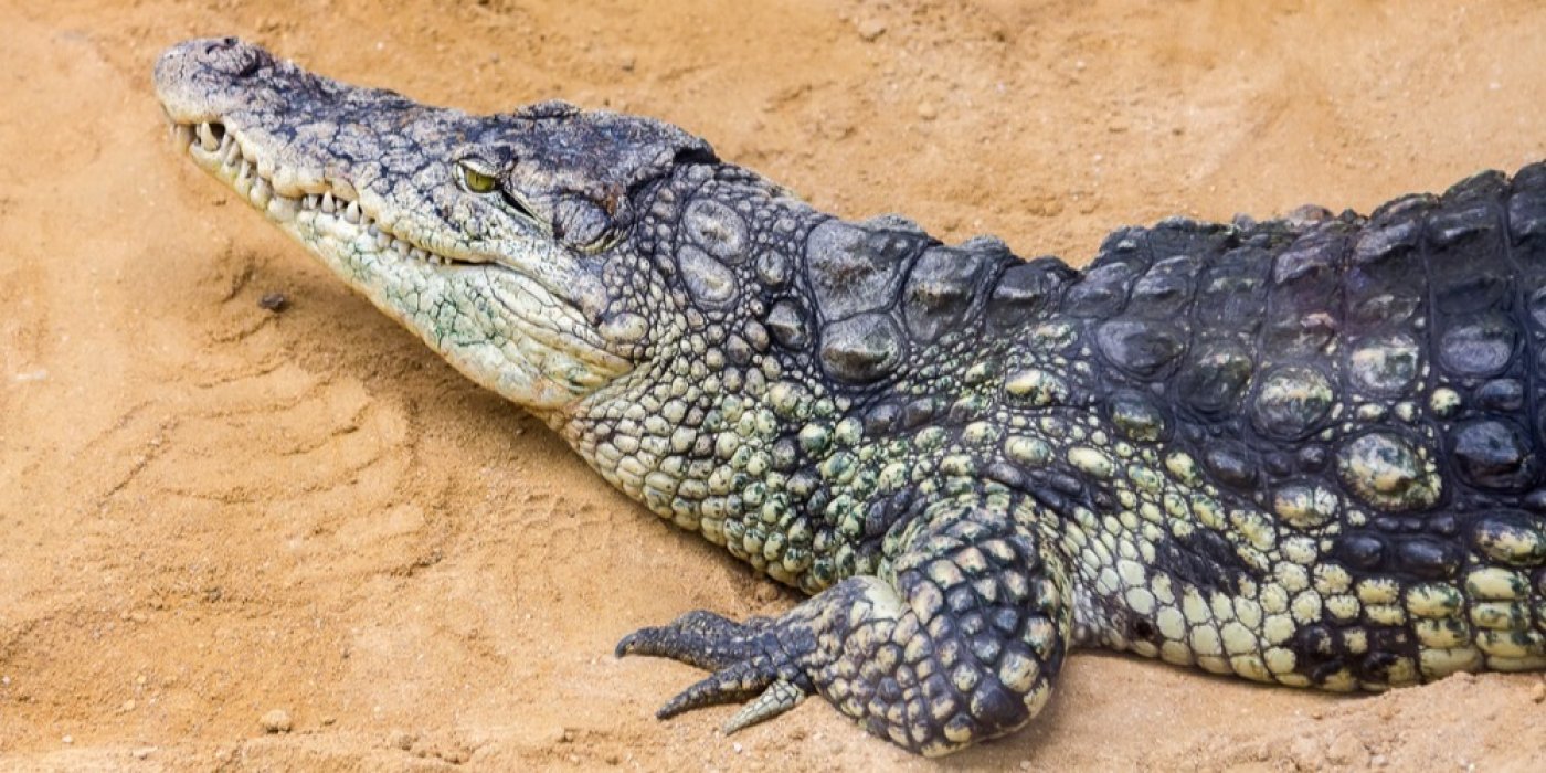 Krokodýl nilský