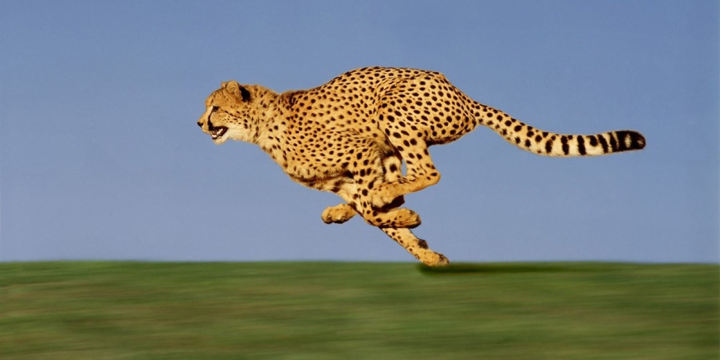 Gepard (Acinonyx jubatus)