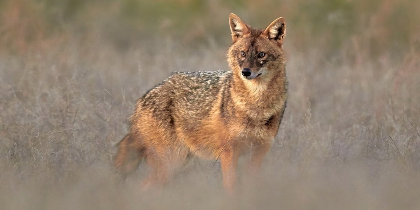 Šakal (Canis aureus)