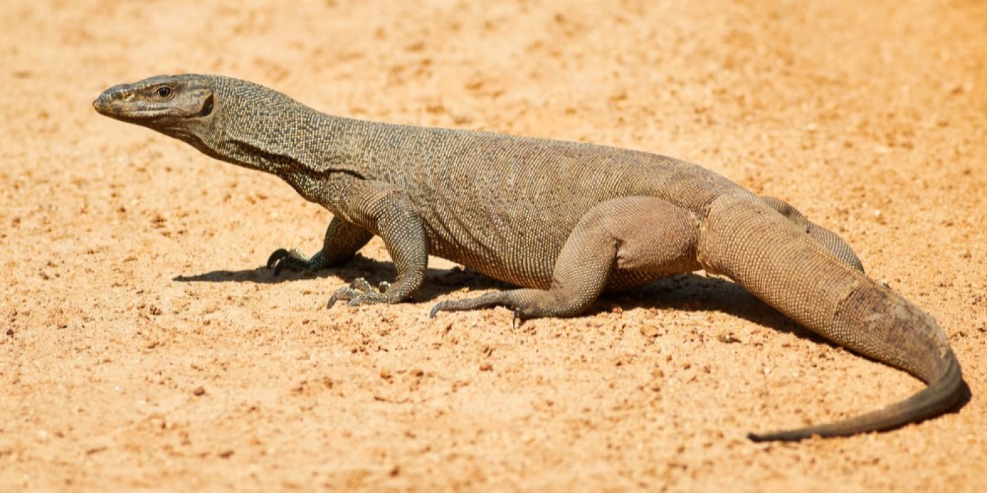 Varan (Varanus)