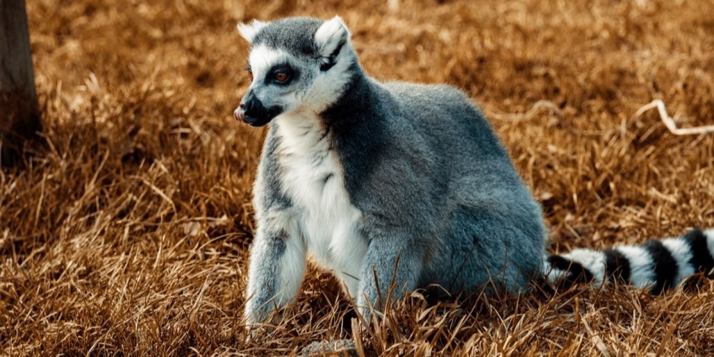 Lemur (Lemuroidea)