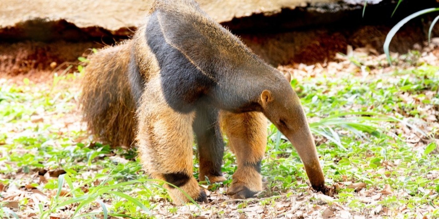 Mravenečník (Myrmecophaga tridactyla)