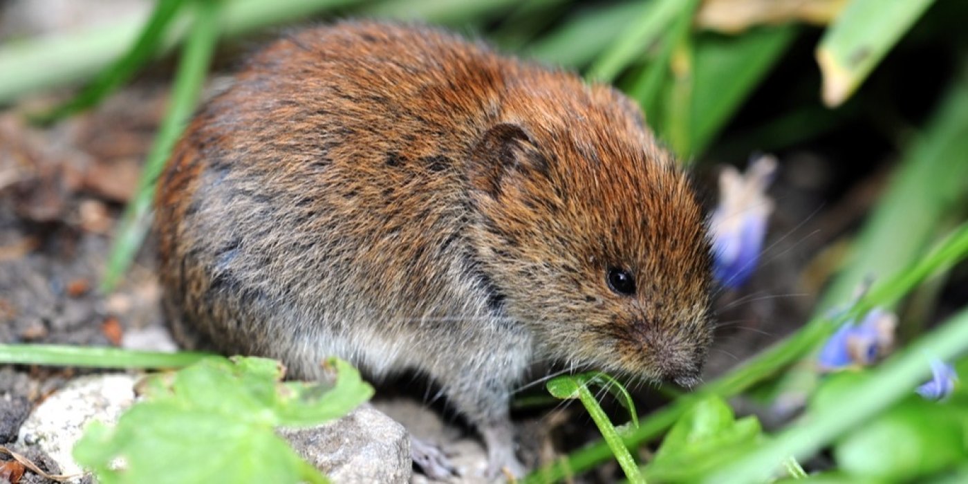 Hraboš polní (Arvicolinae)