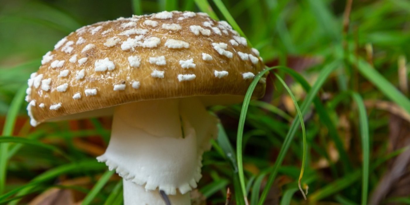 Muchomůrka tygrovaná