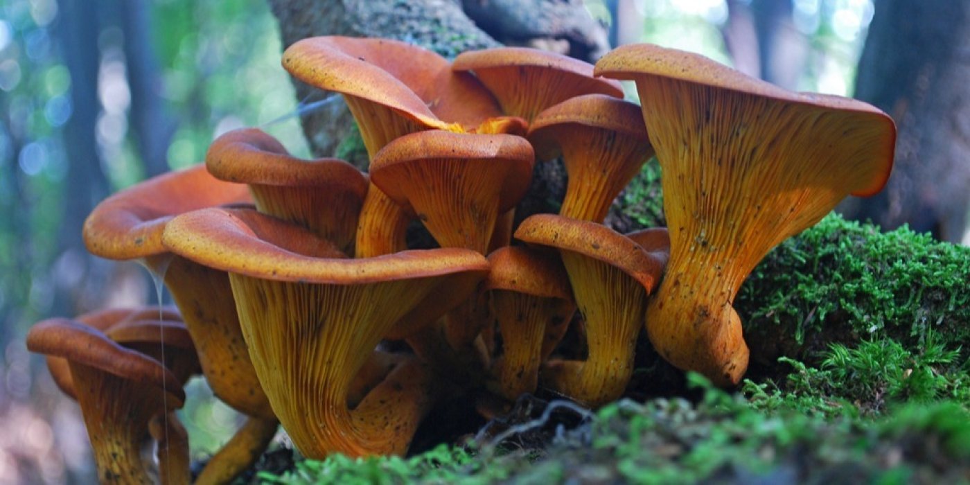 Hlívovník olivový