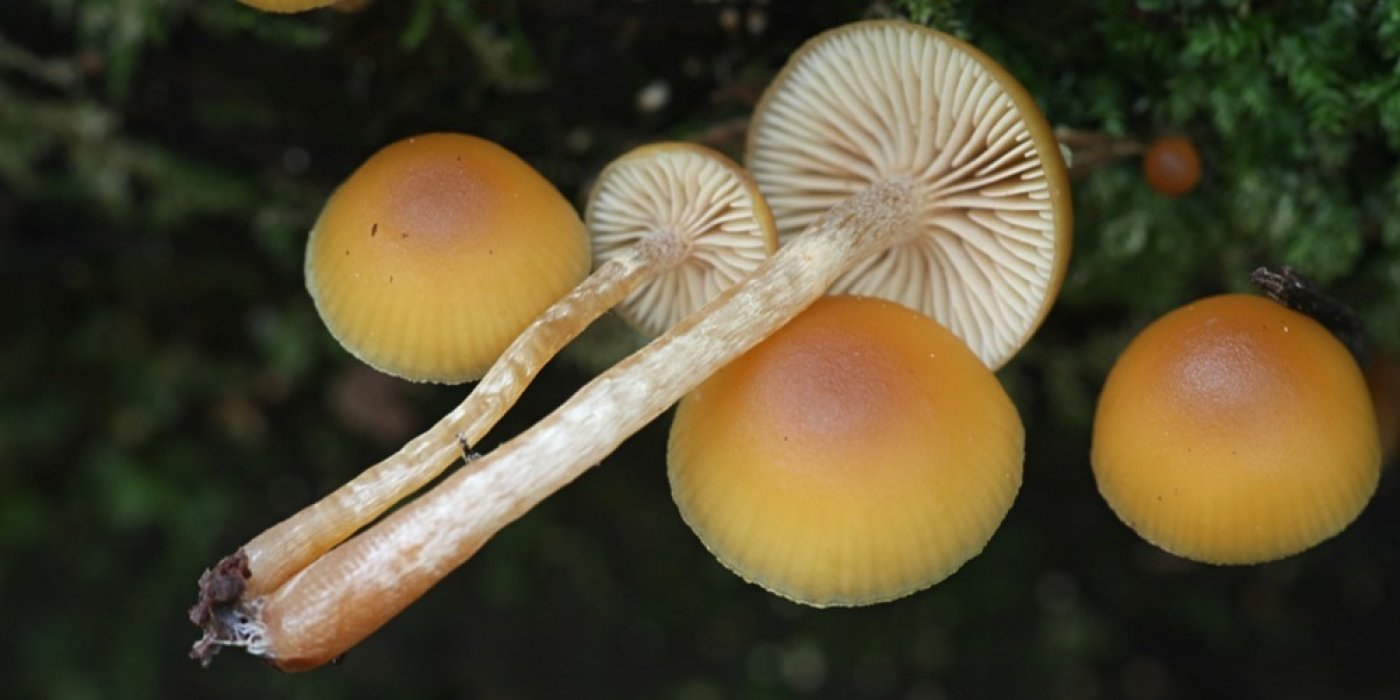 Čepičatka jehličnanová