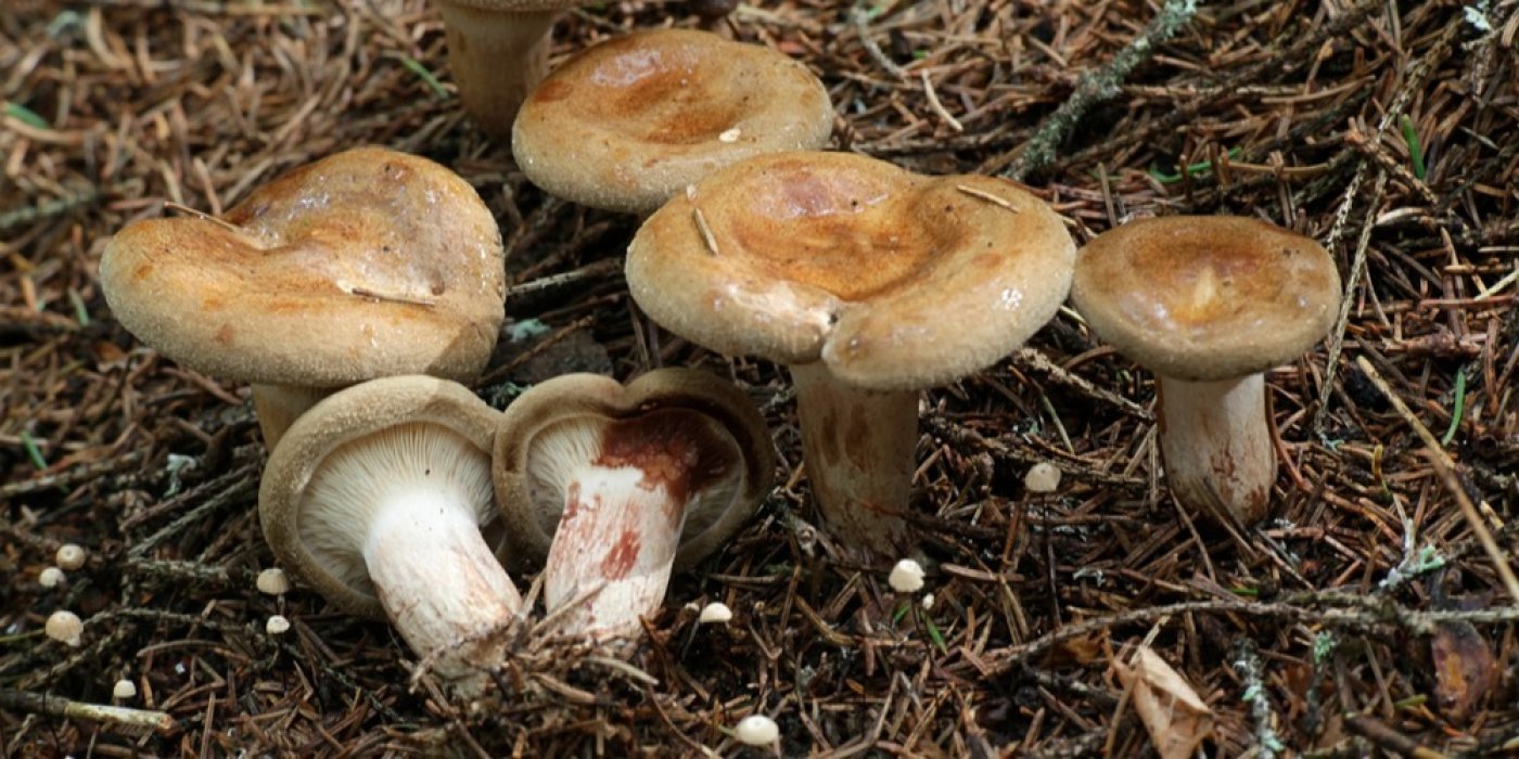 Čechratka podvinutá