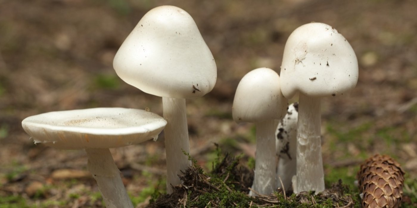 Muchomůrka jízlivá